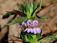 Hygrophila auriculata